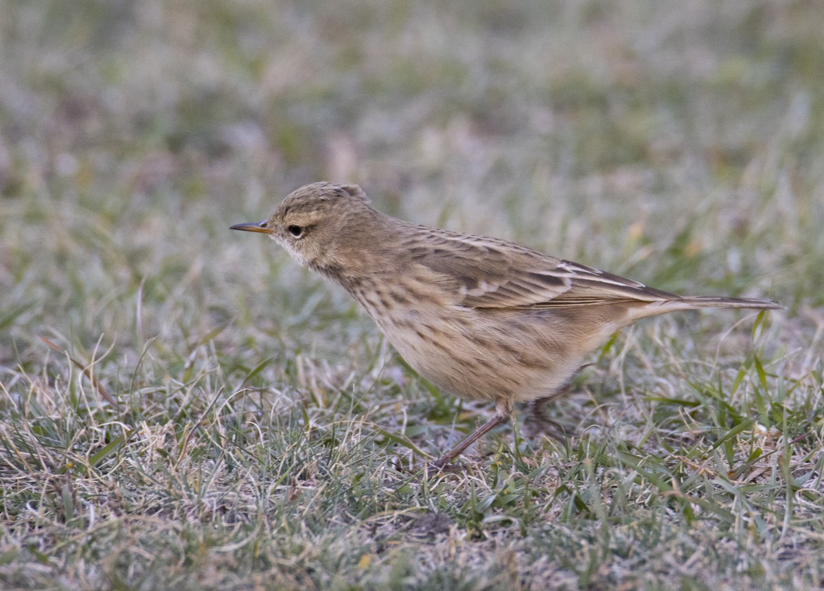 Water Pipit (Caucasian) - ML644585756