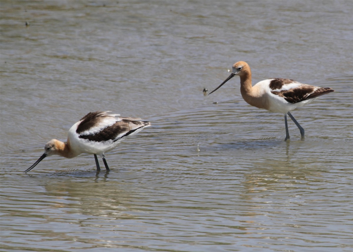 tenkozobec americký - ML644585757