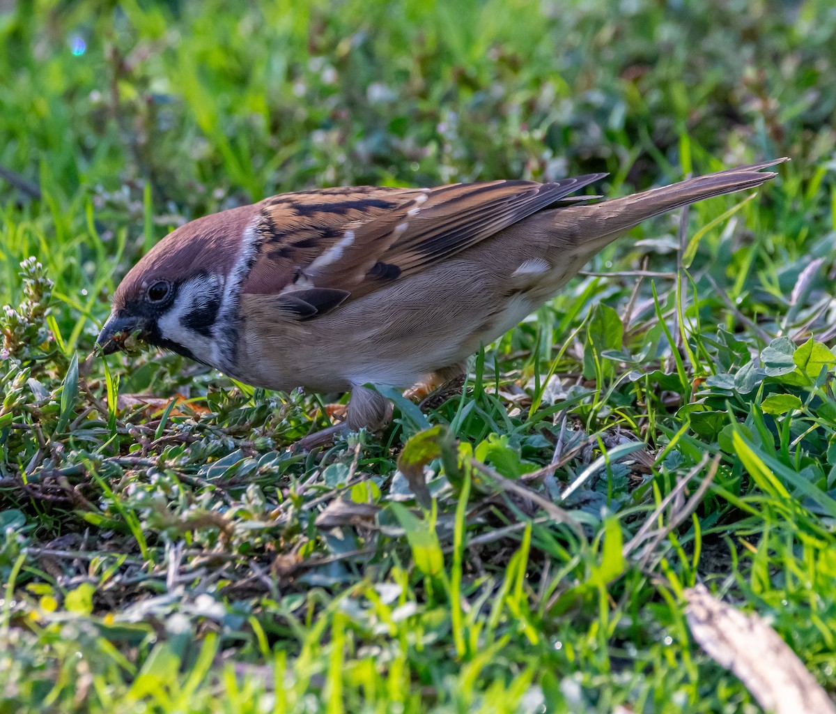 Ağaç Serçesi - ML644585760