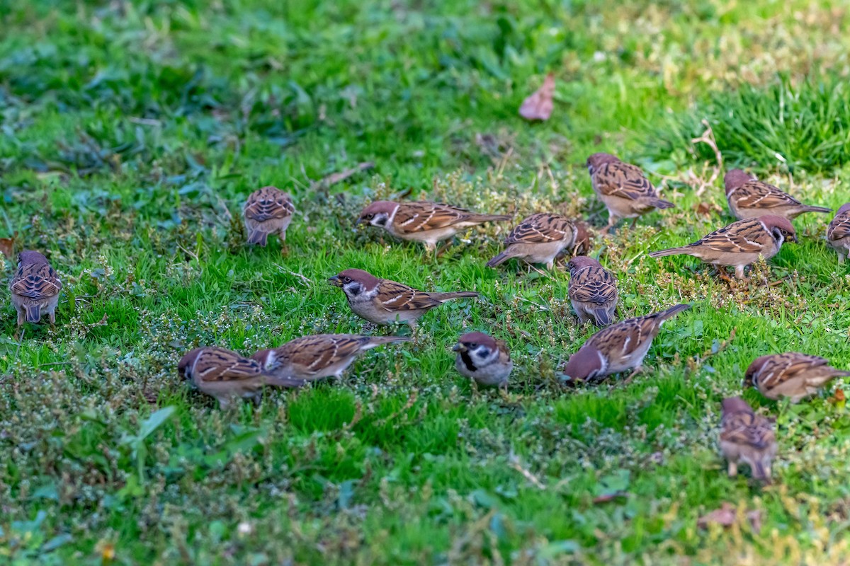 Ağaç Serçesi - ML644585761