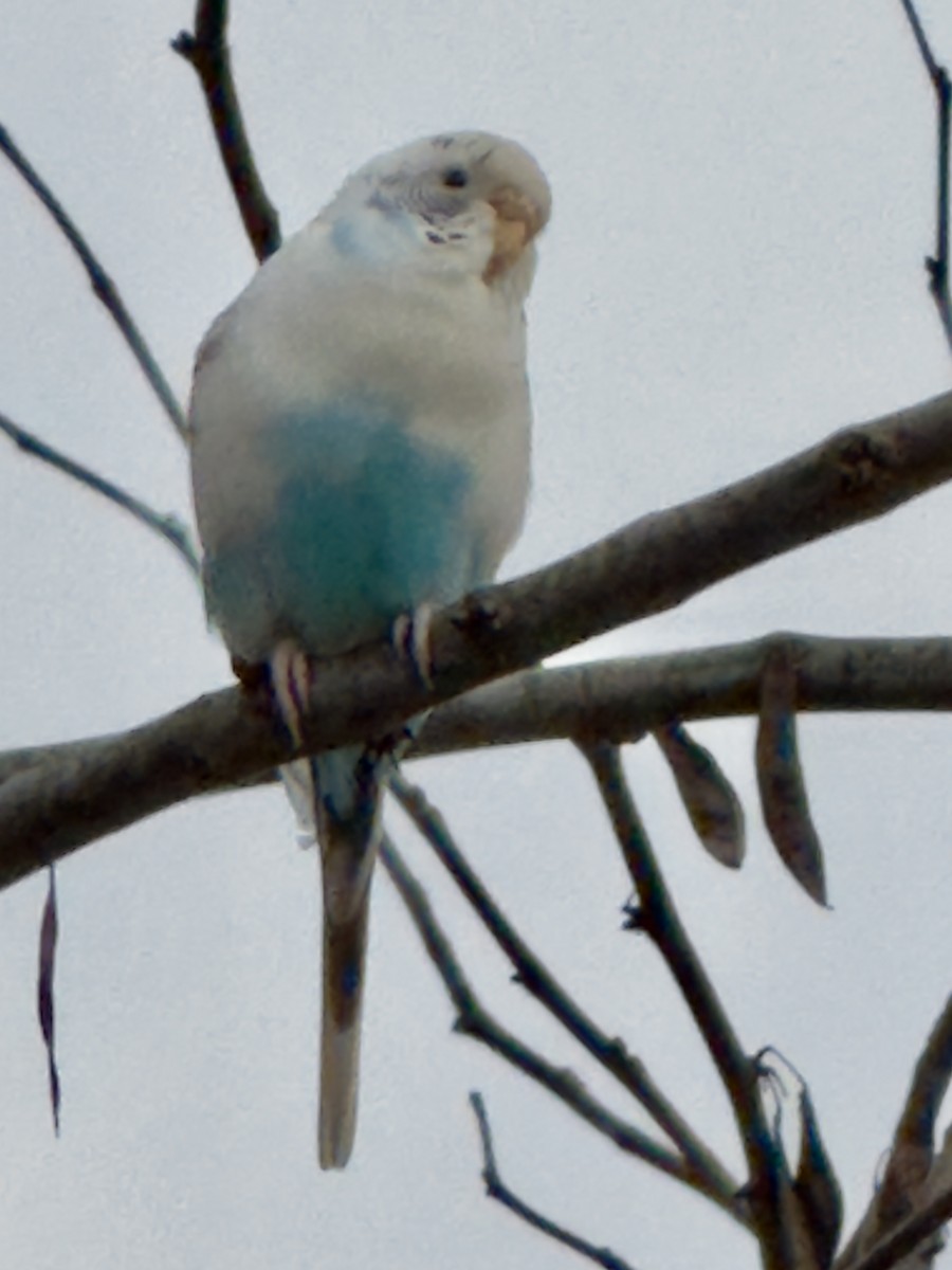 Budgerigar (Domestic type) - ML644585762