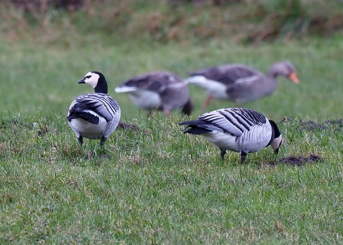 Barnacle Goose - ML644585765