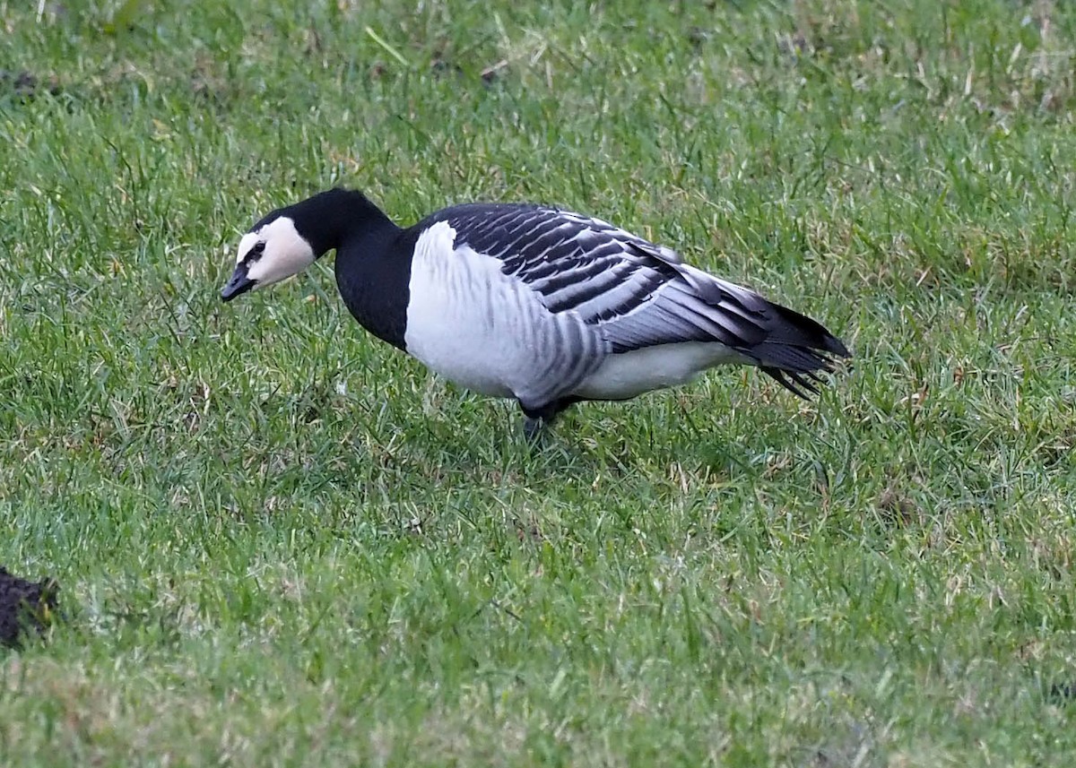 Barnacle Goose - ML644585766
