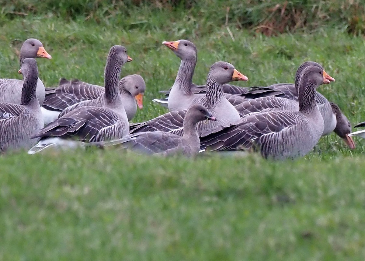 Pink-footed Goose - ML644585769