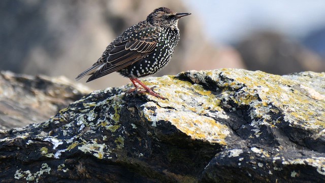 Шпак звичайний - ML644585784