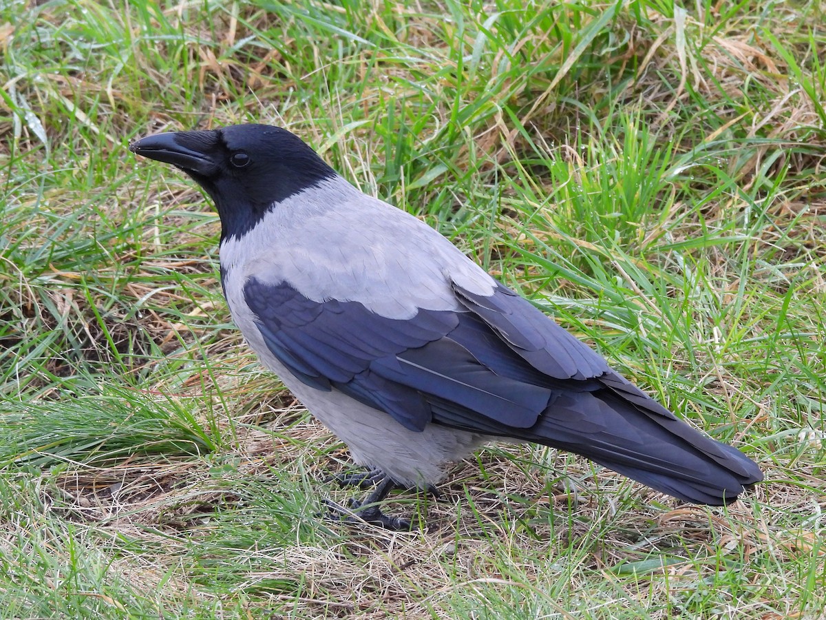 Leş Kargası - ML644585785