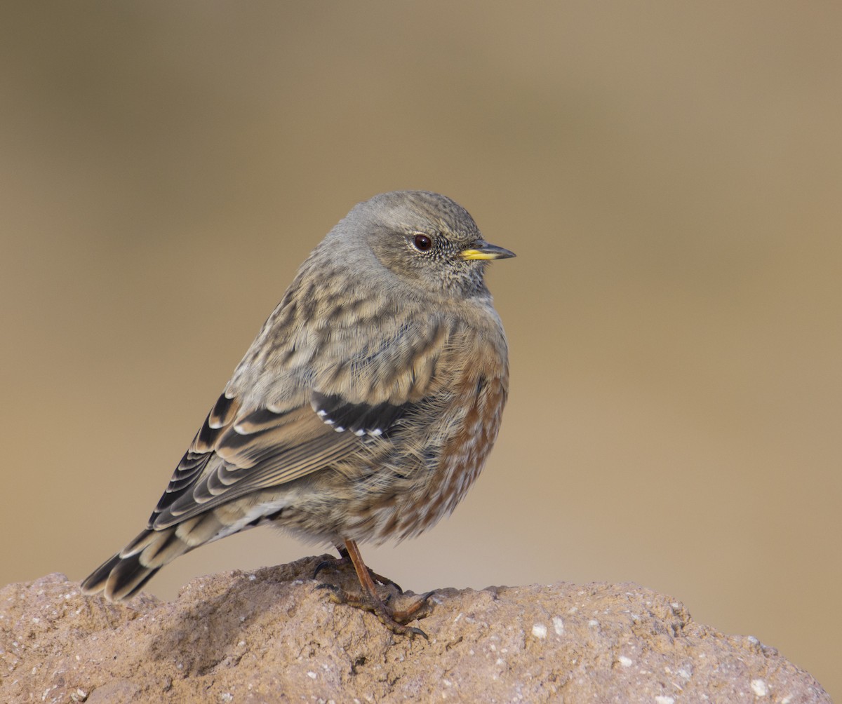 Sordone - ML644585791