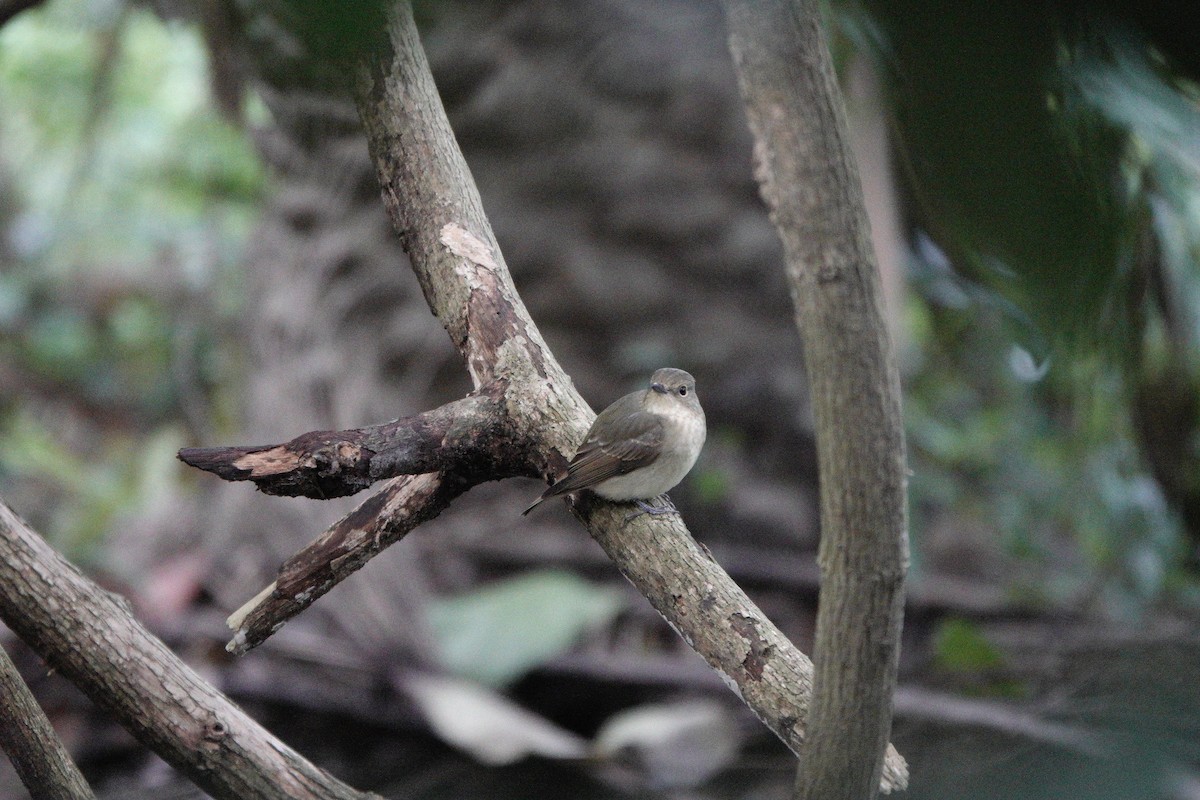 黃眉黃鶲 - ML644585792