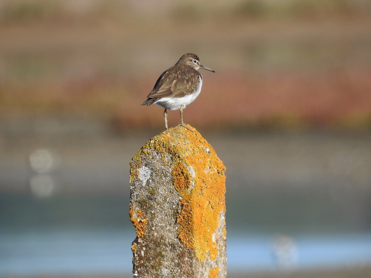 Common Sandpiper - ML644585802