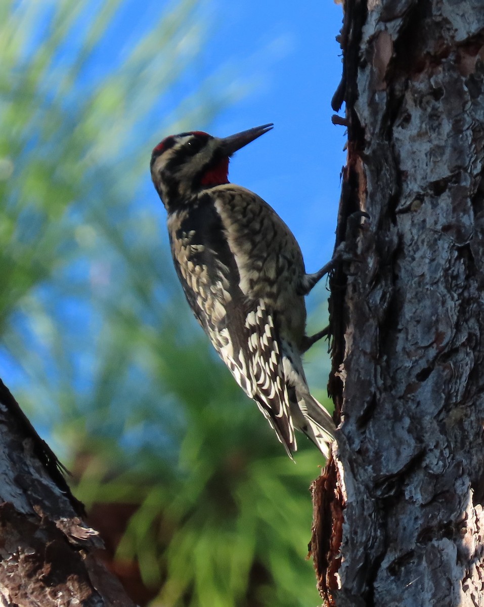 Yellow-bellied Sapsucker - ML644585808