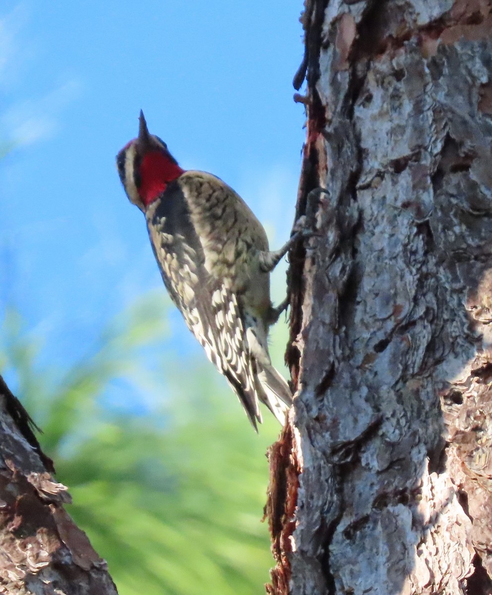 Yellow-bellied Sapsucker - ML644585809