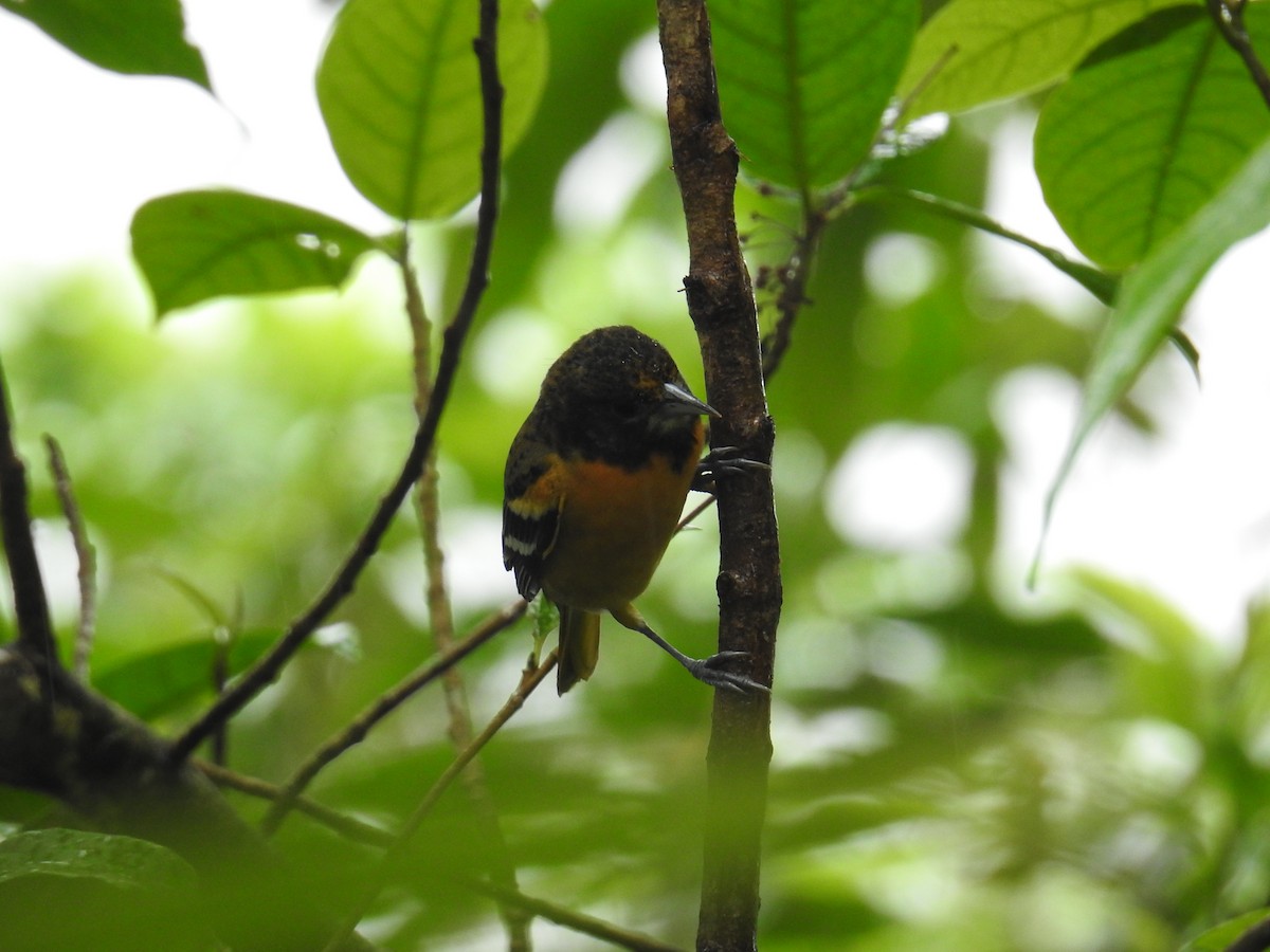 Baltimore Oriole - ML644585812