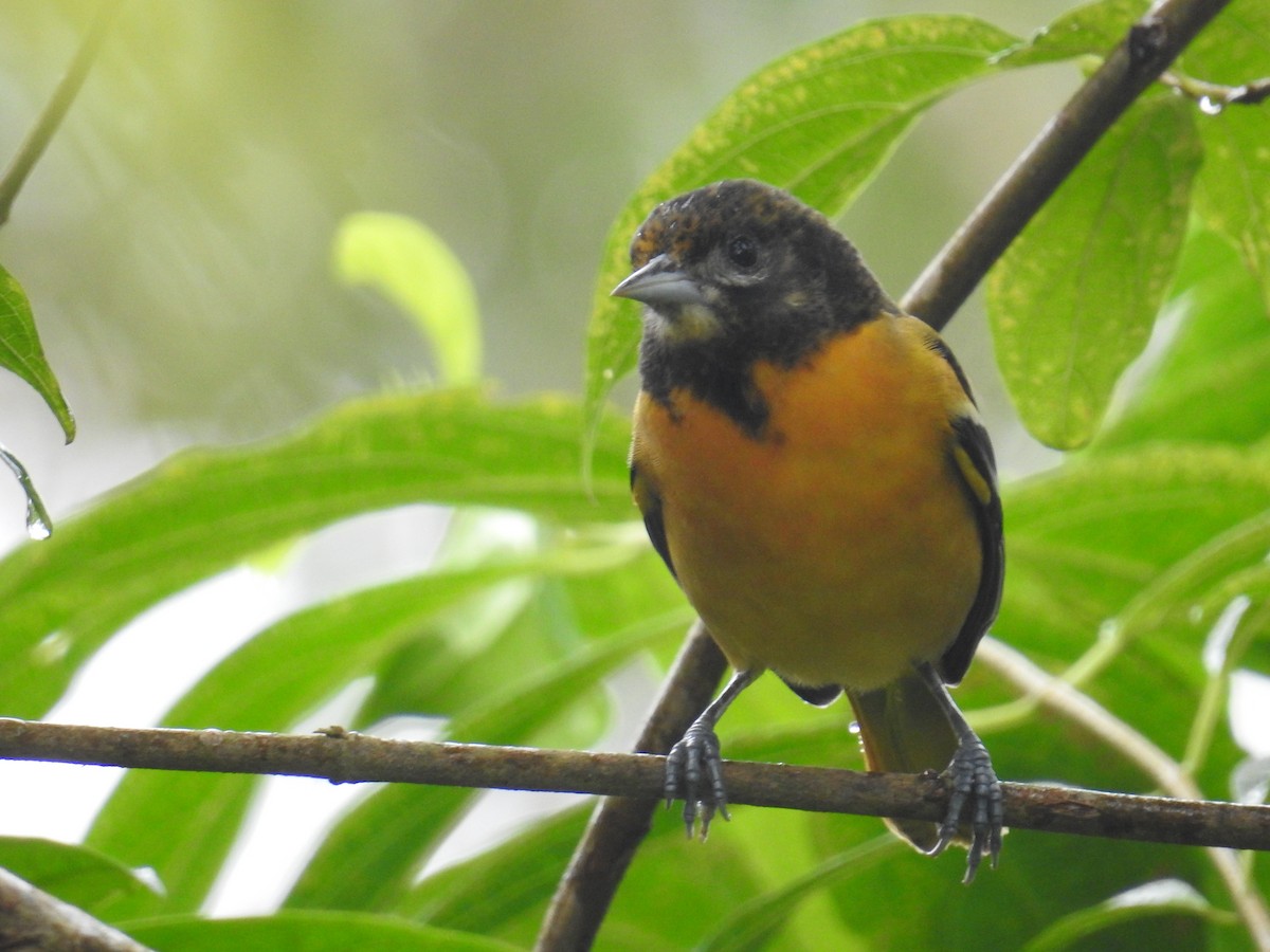 Baltimore Oriole - ML644585813