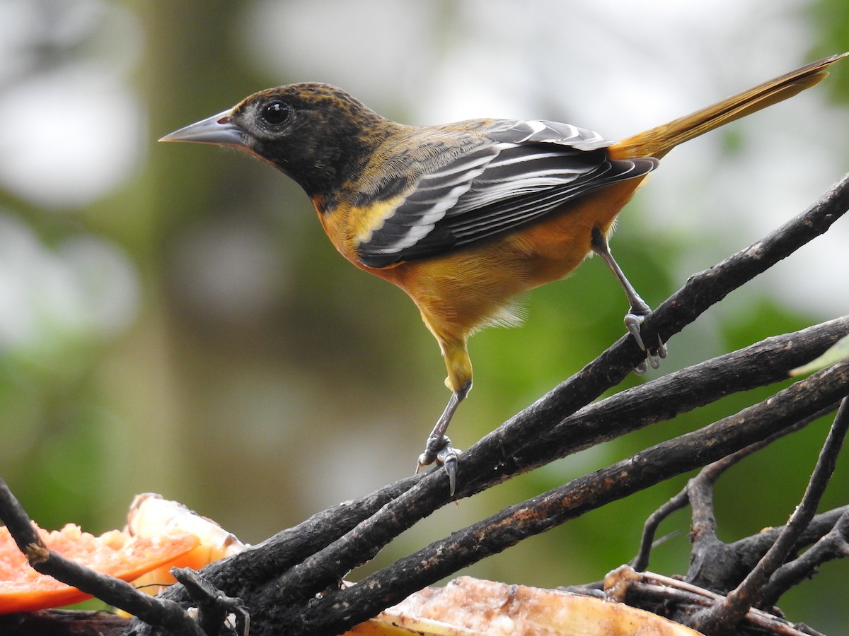 Baltimore Oriole - ML644585814