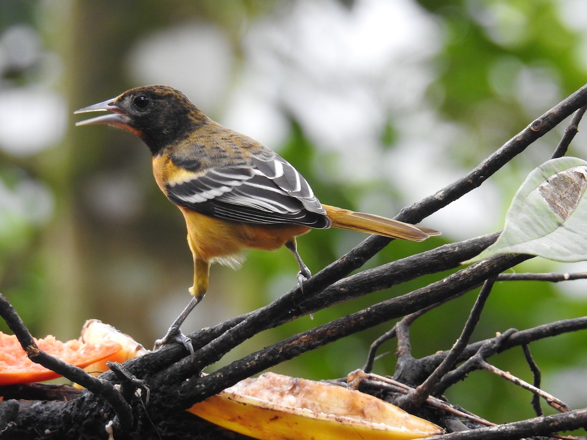 Baltimore Oriole - ML644585815