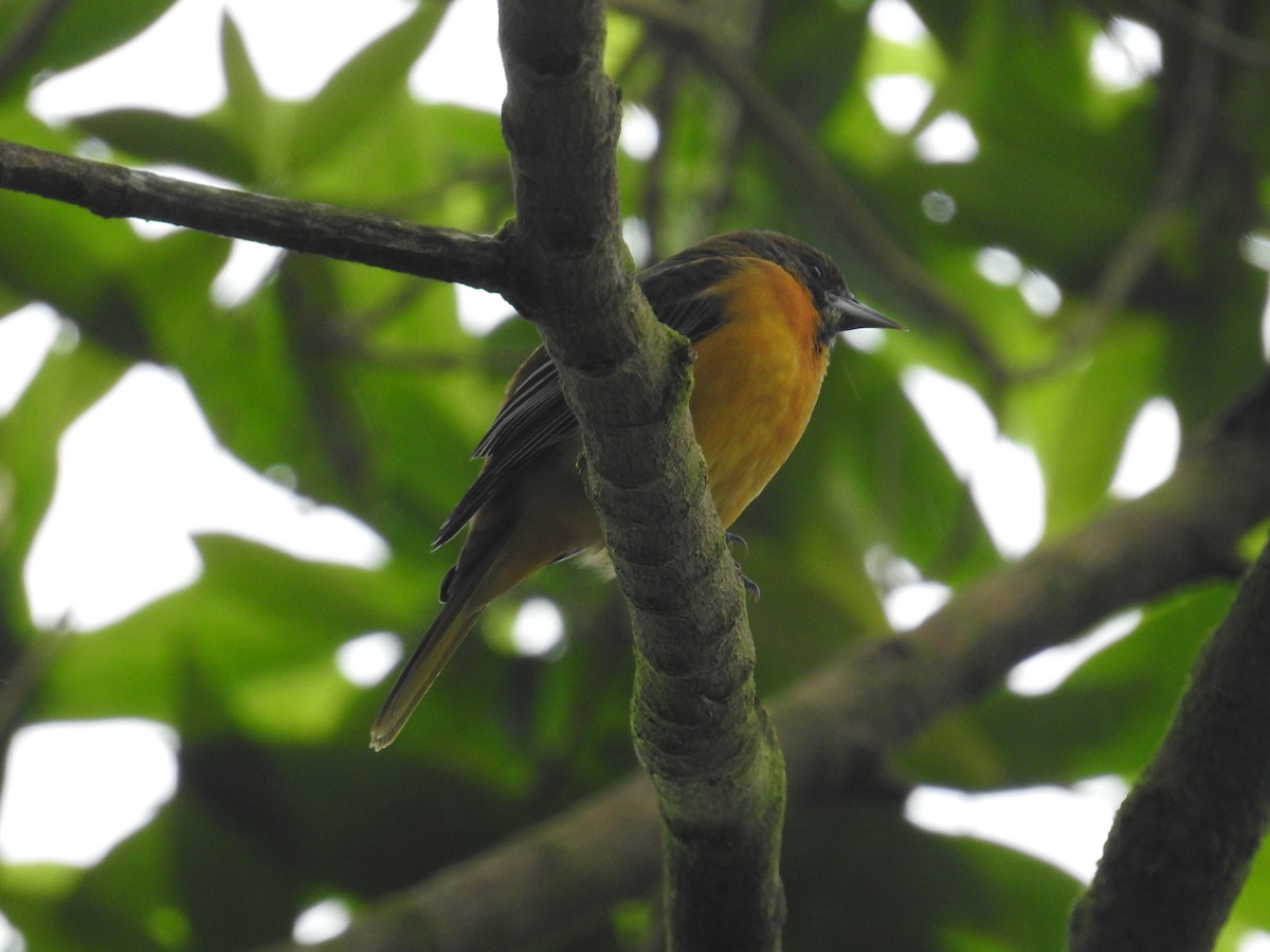 Baltimore Oriole - ML644585816