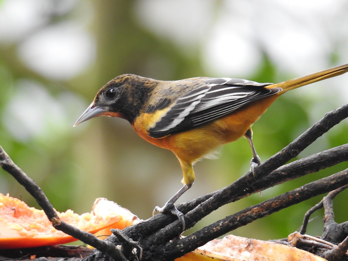 Baltimore Oriole - ML644585817