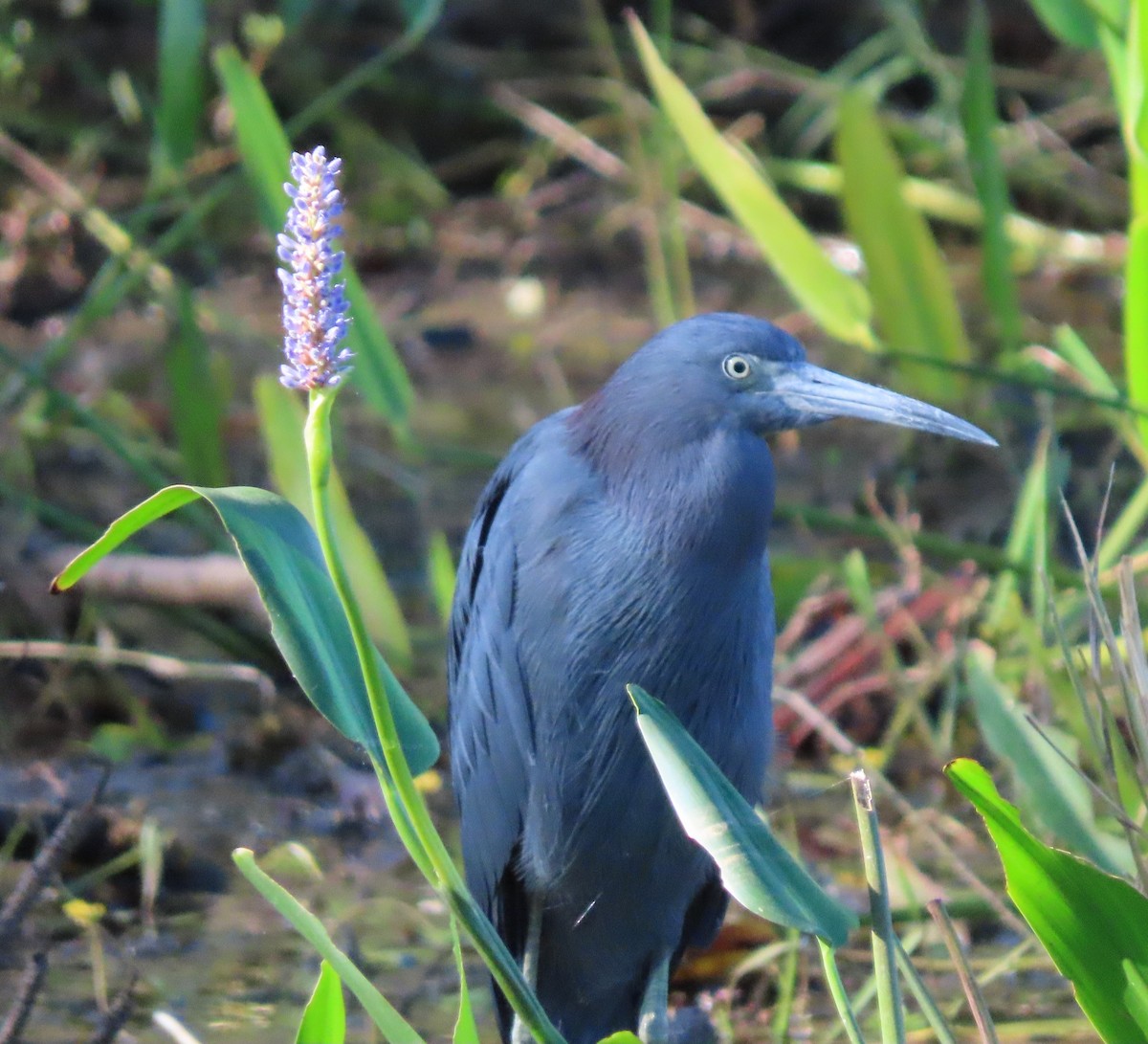 Koartzatxo urdina - ML644585823