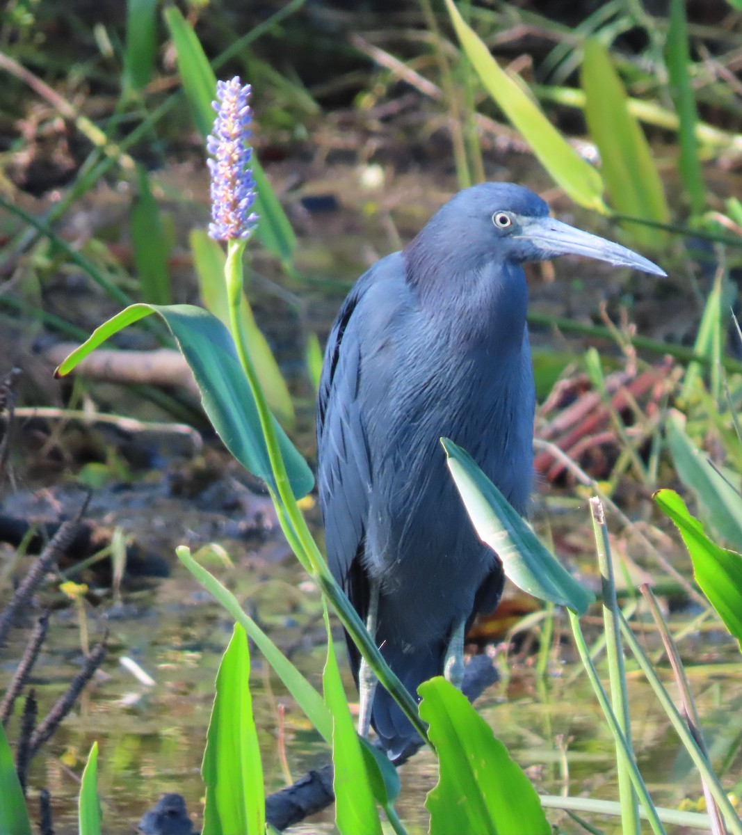 Koartzatxo urdina - ML644585824