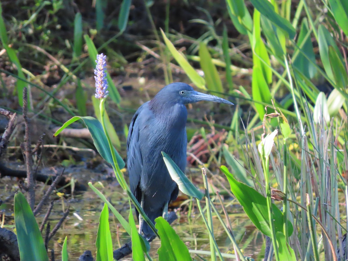 Koartzatxo urdina - ML644585825