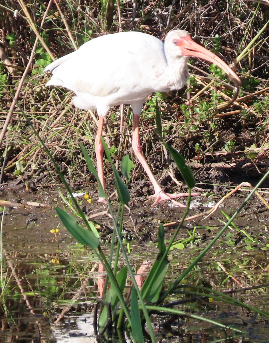 Ibis zuria - ML644585834