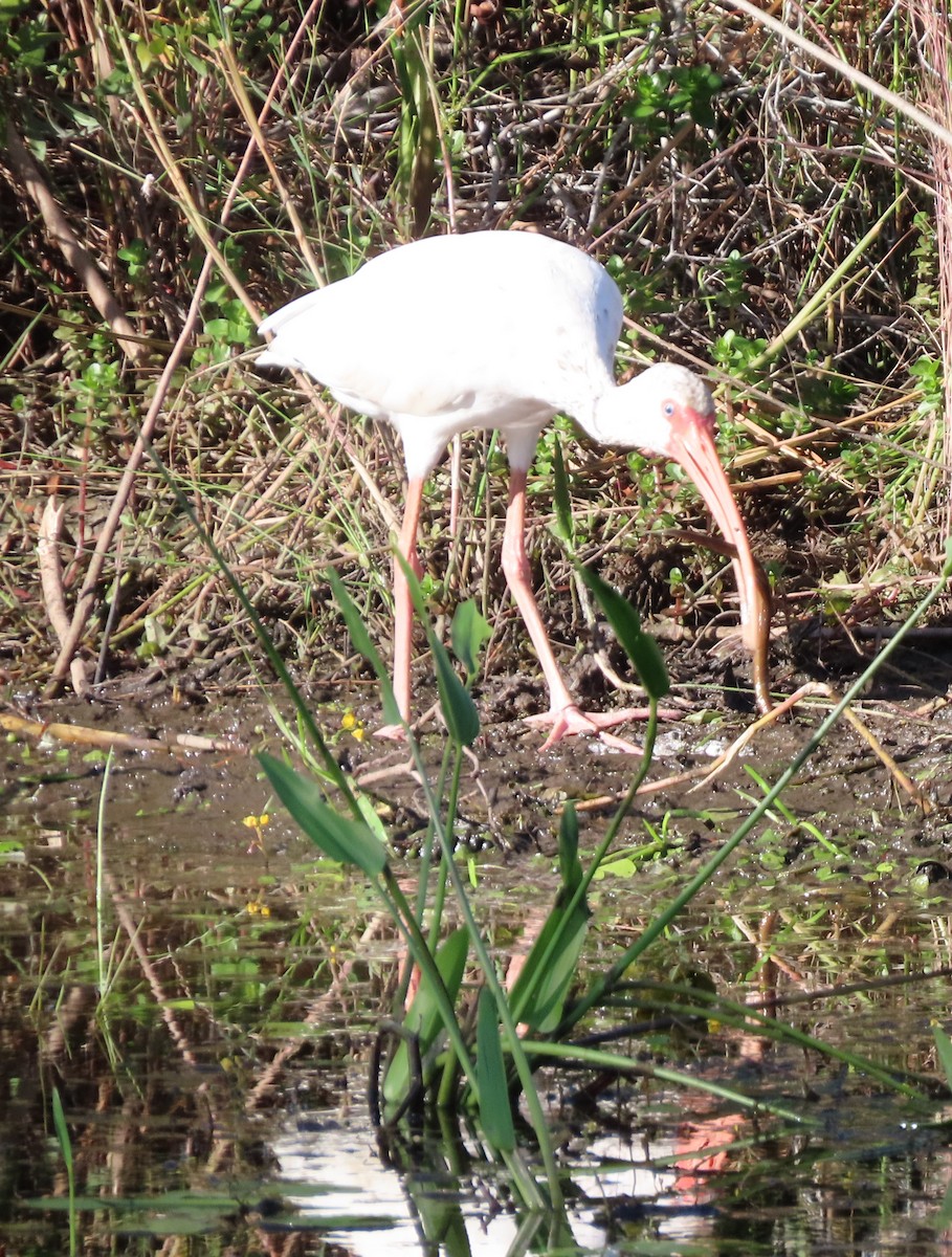 Ibis zuria - ML644585835