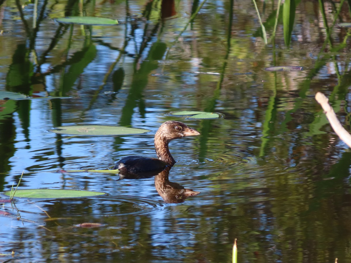 Kalın Gagalı Batağan - ML644585844