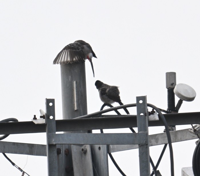 Red-vented Bulbul - ML644585848