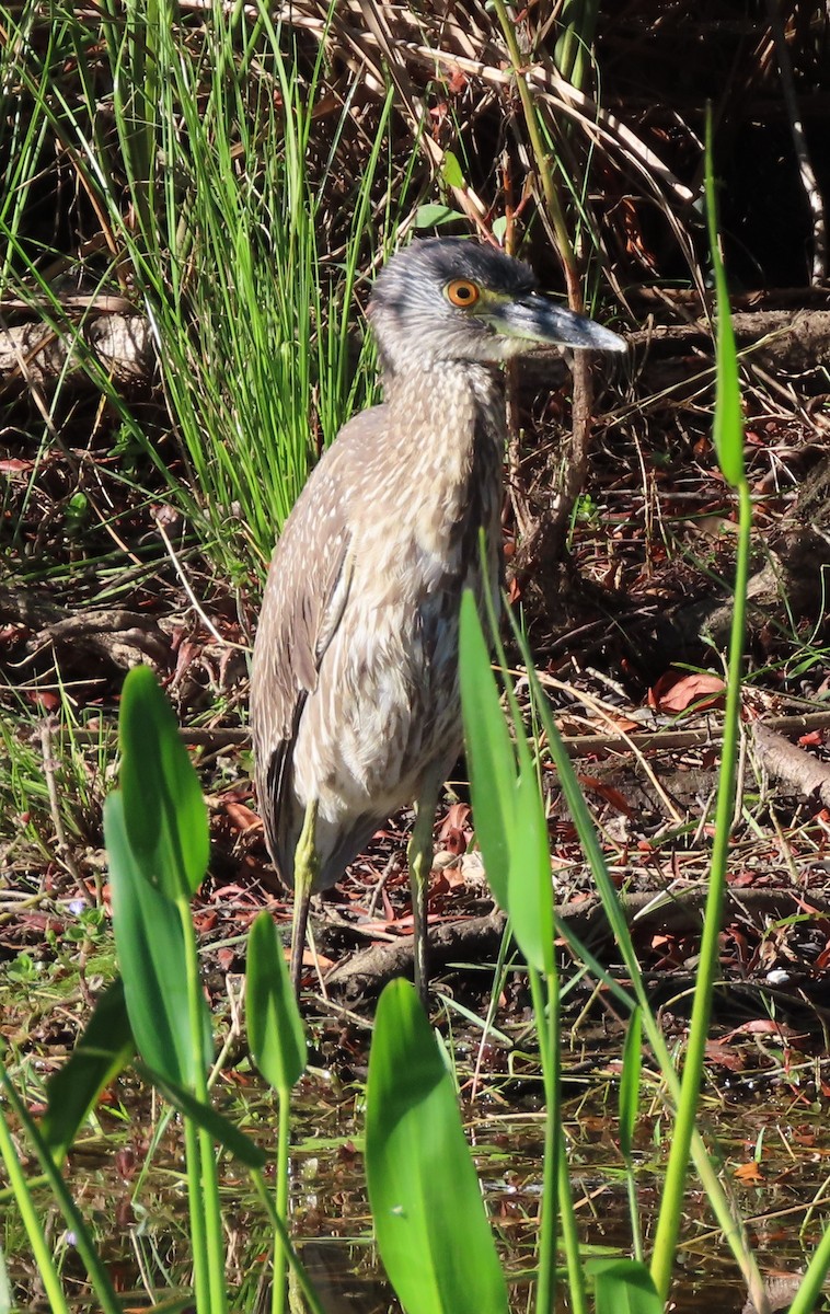 Amiltxori arrunta - ML644585852