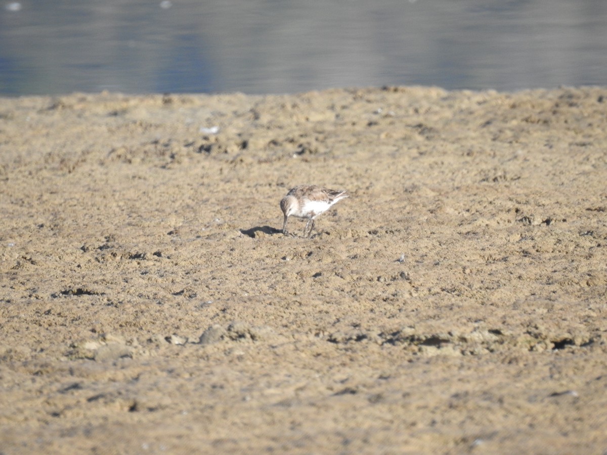 Dunlin - ML644585853