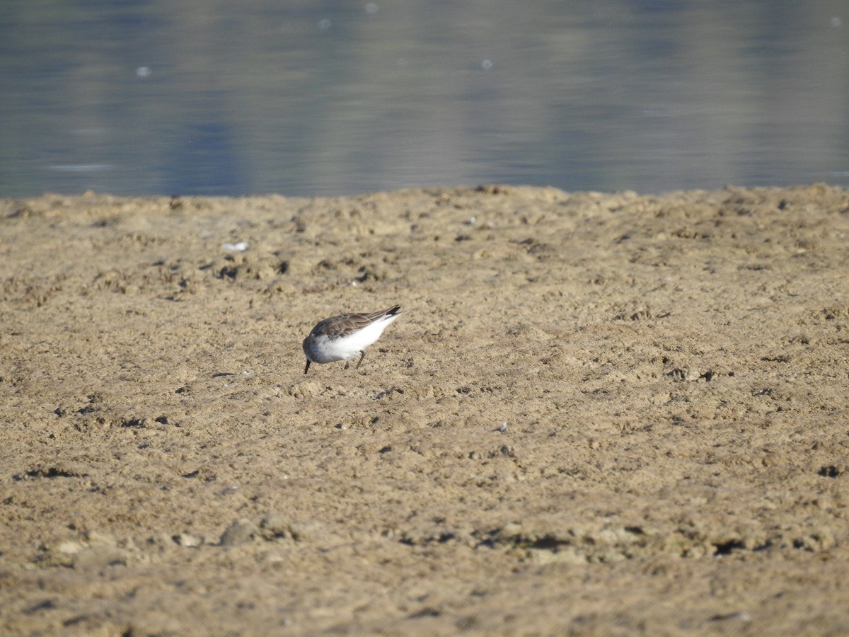 Dunlin - ML644585854