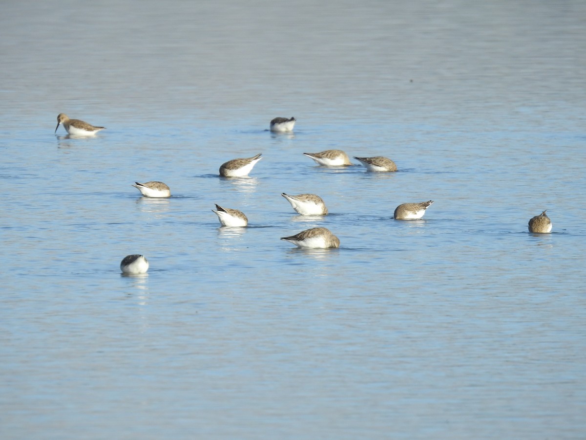 Dunlin - ML644585855