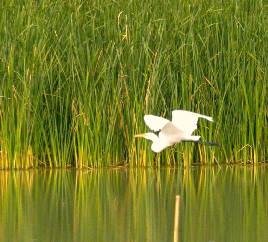 Garceta Grande - ML644585857