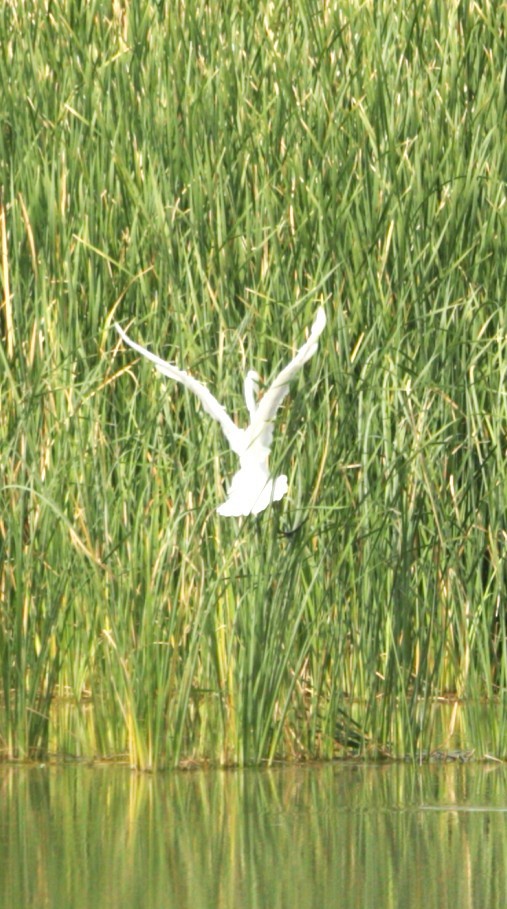 Garceta Grande - ML644585858