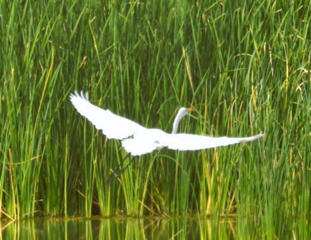 Garceta Grande - ML644585859