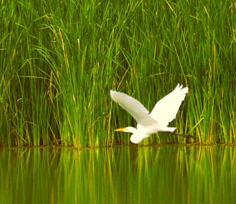 Garceta Grande - ML644585860