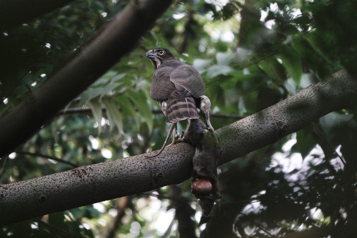 カンムリオオタカ - ML644585870