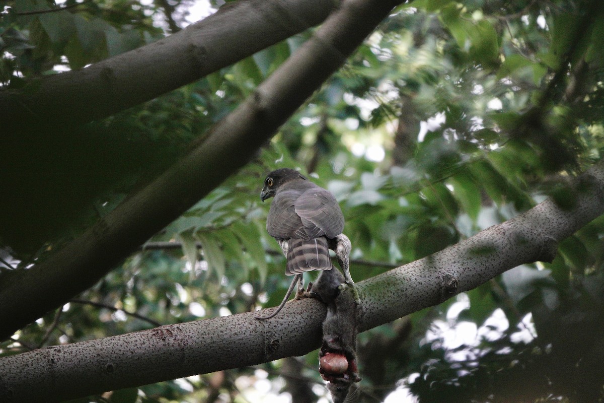 カンムリオオタカ - ML644585871