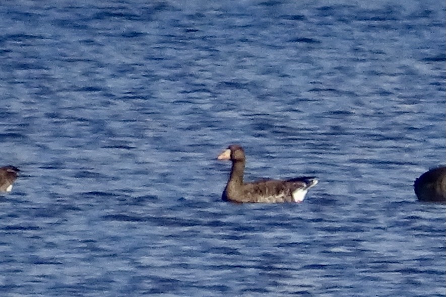 Greater White-fronted Goose - ML644585876