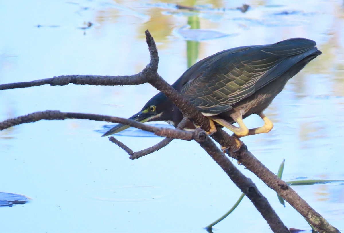 Koartzatxo berdea - ML644585879