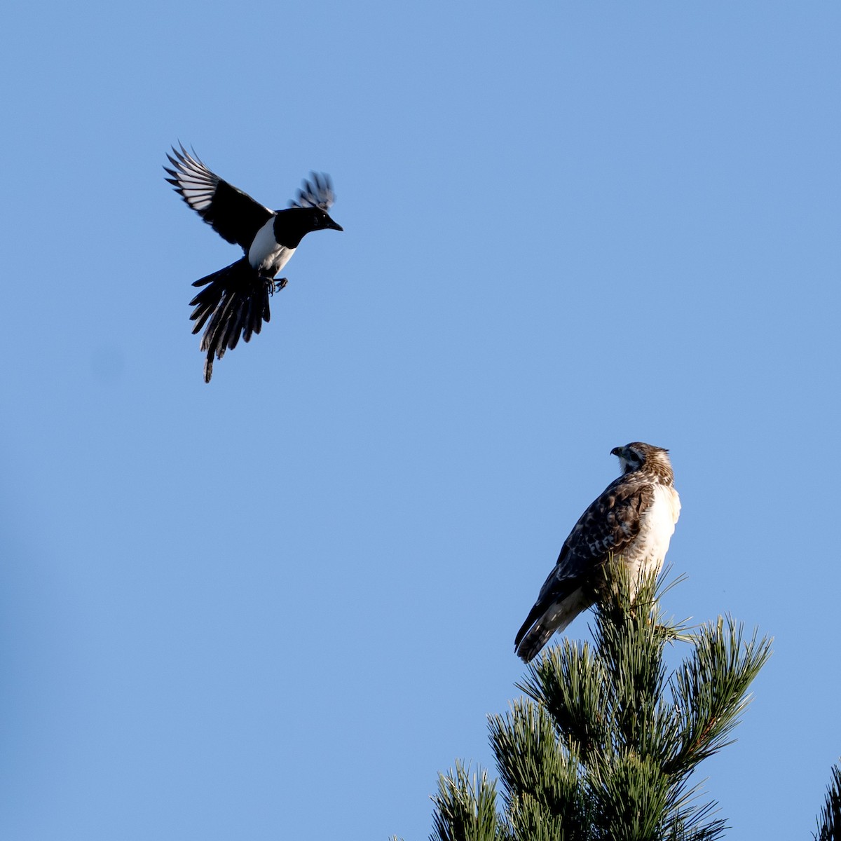 Ойн сар - ML644585883