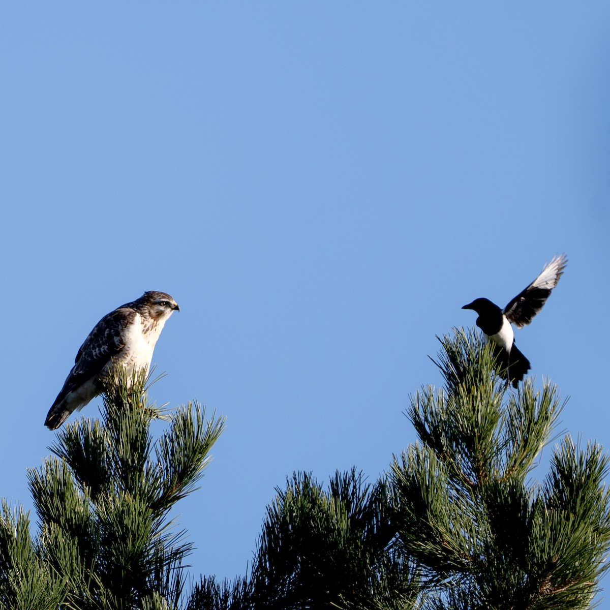 Ойн сар - ML644585884