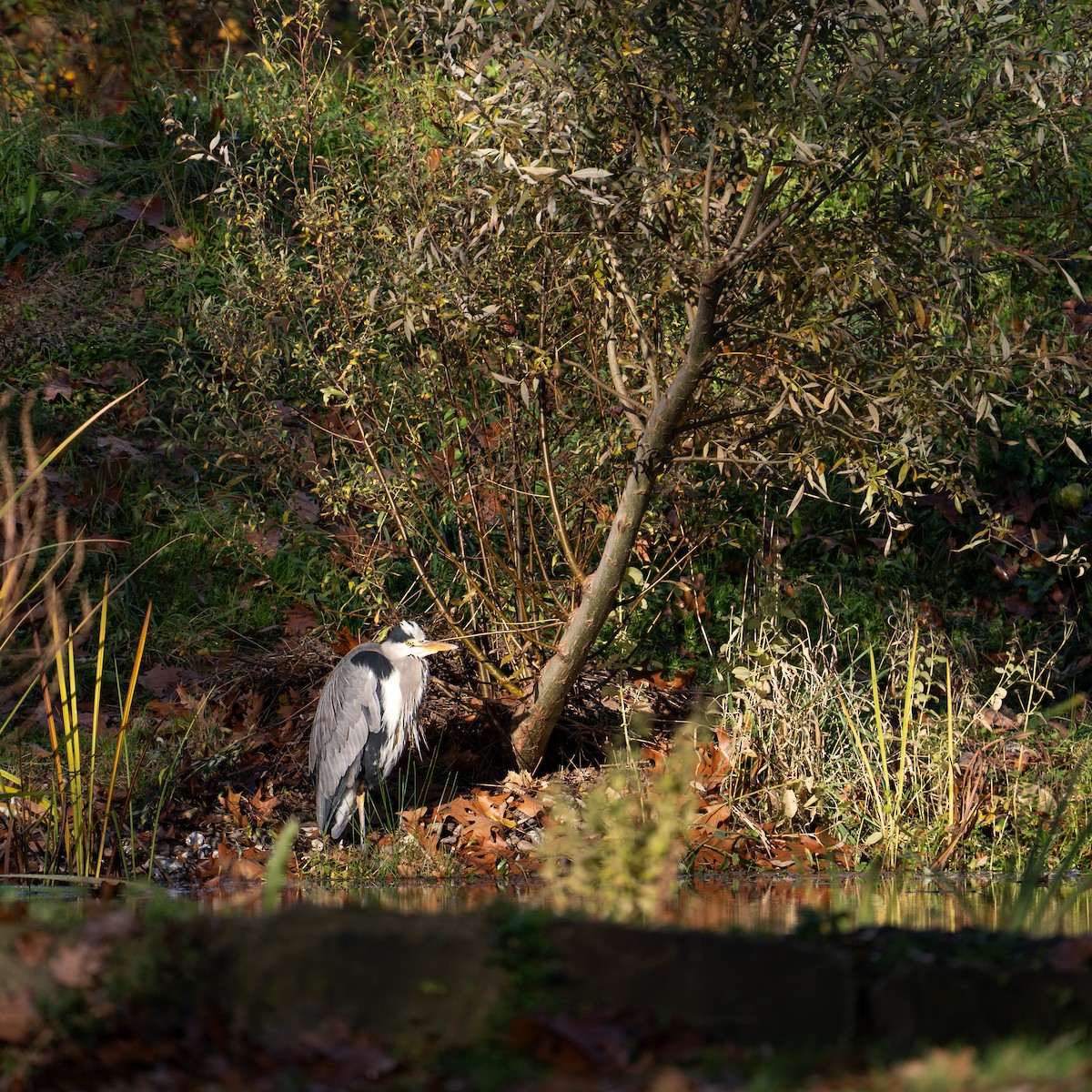 Хөх дэглий - ML644585890