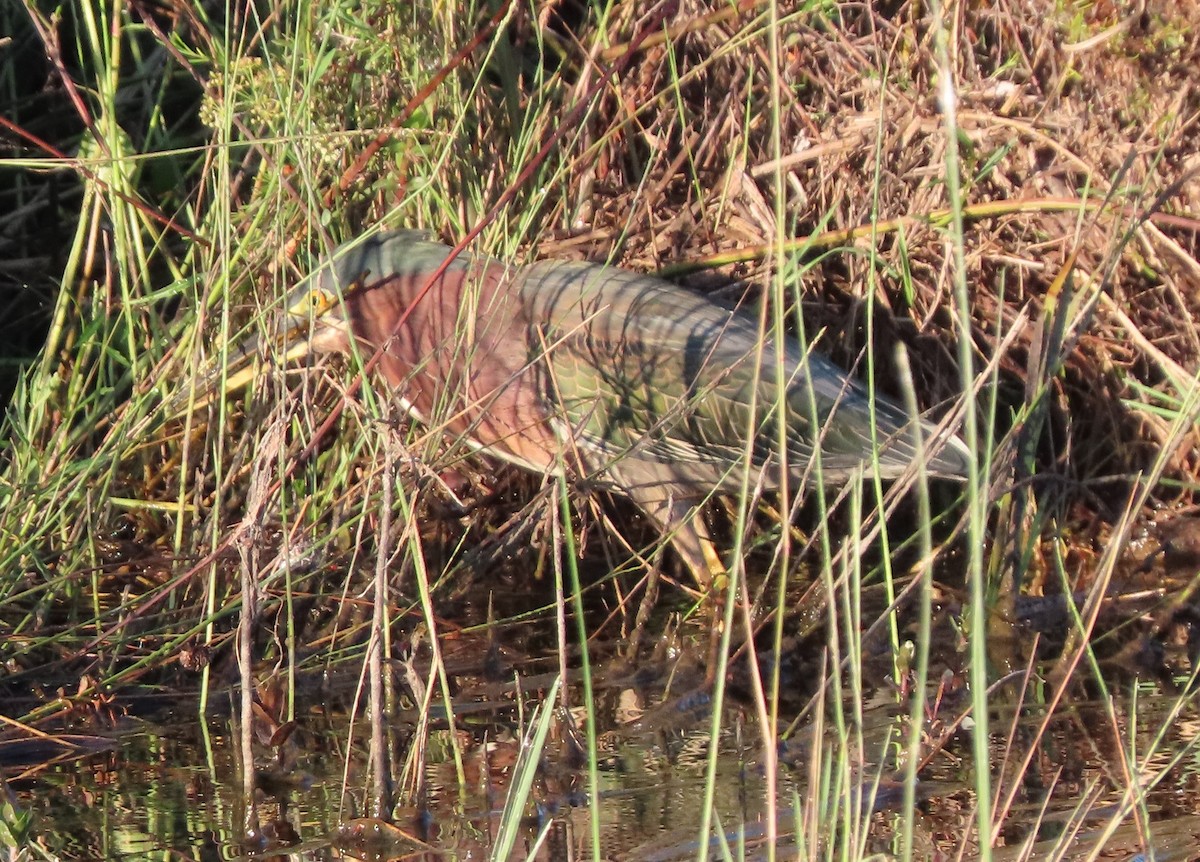 Koartzatxo berdea - ML644585891