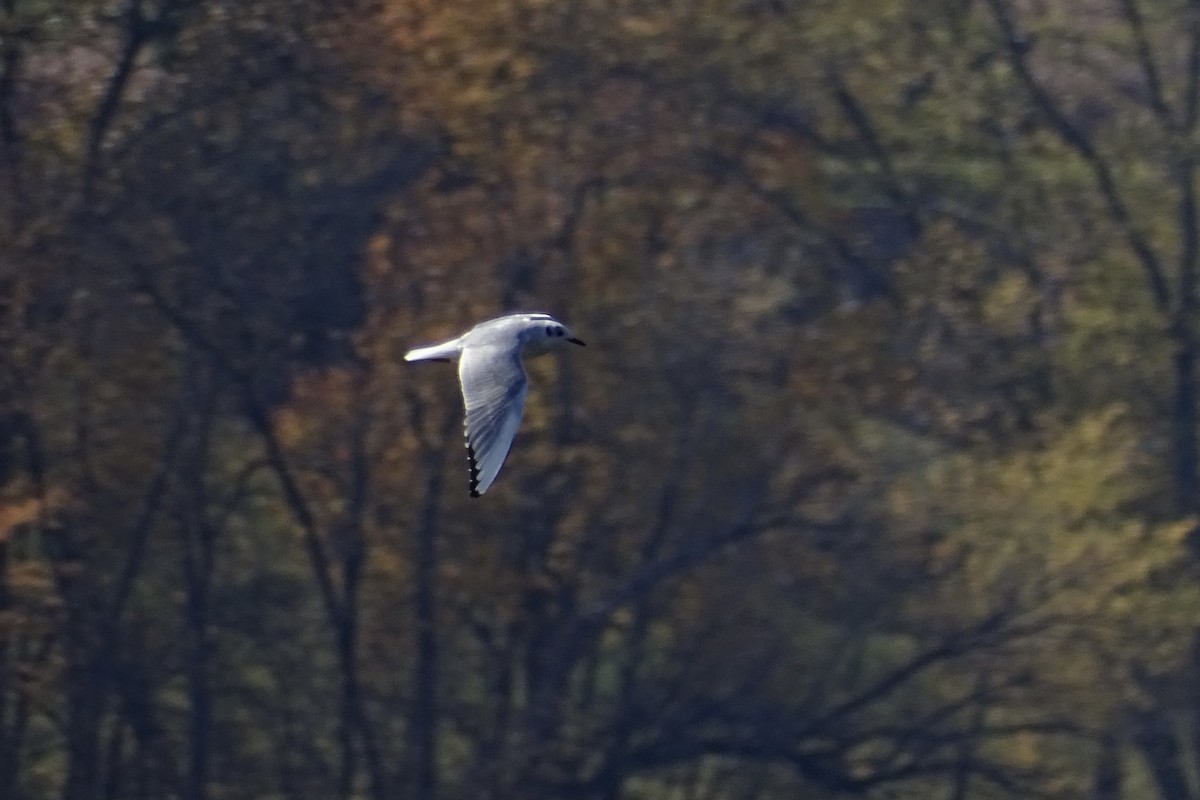 Bonaparte's Gull - ML644585892