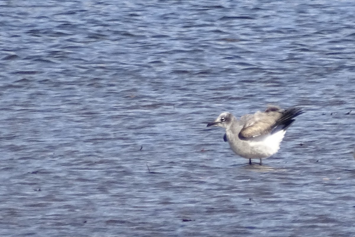 Laughing Gull - ML644585895