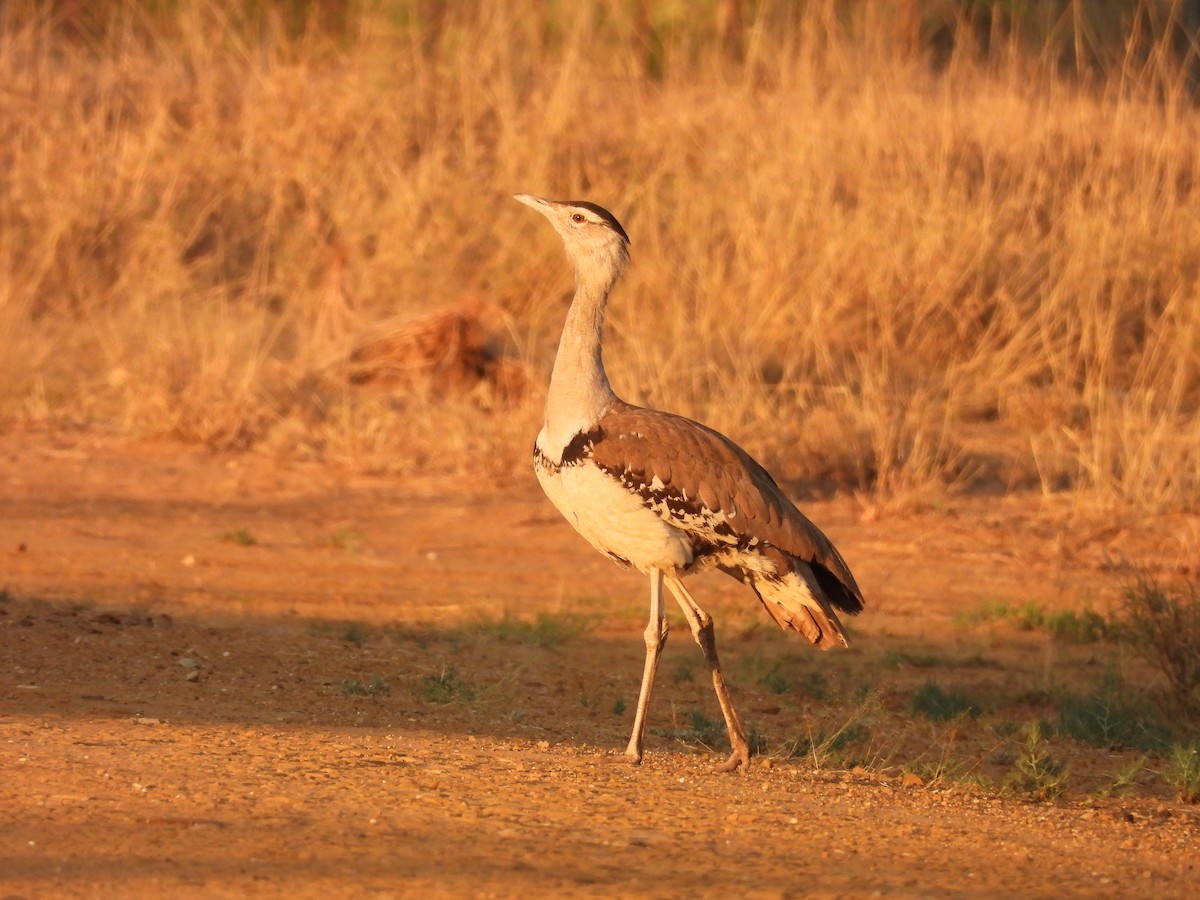 オーストラリアオオノガン - ML644585902