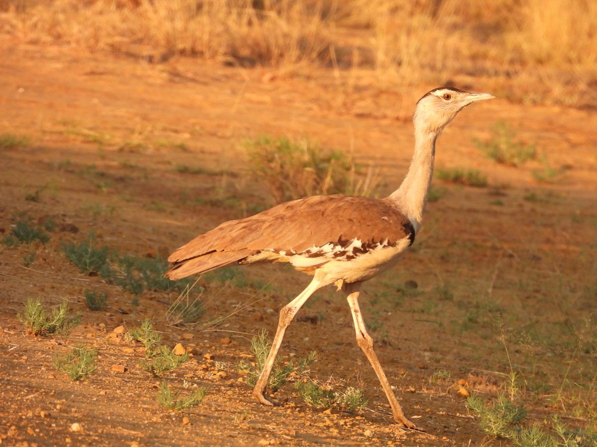 オーストラリアオオノガン - ML644585903