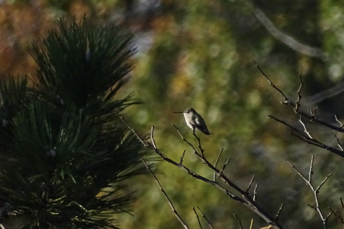 Black-chinned Hummingbird - ML644585906