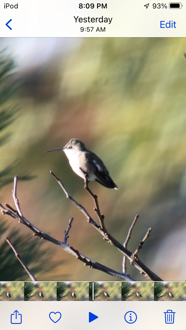 Black-chinned Hummingbird - ML644585907